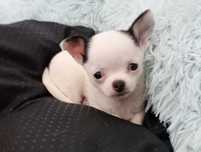 Chihuahua piesek