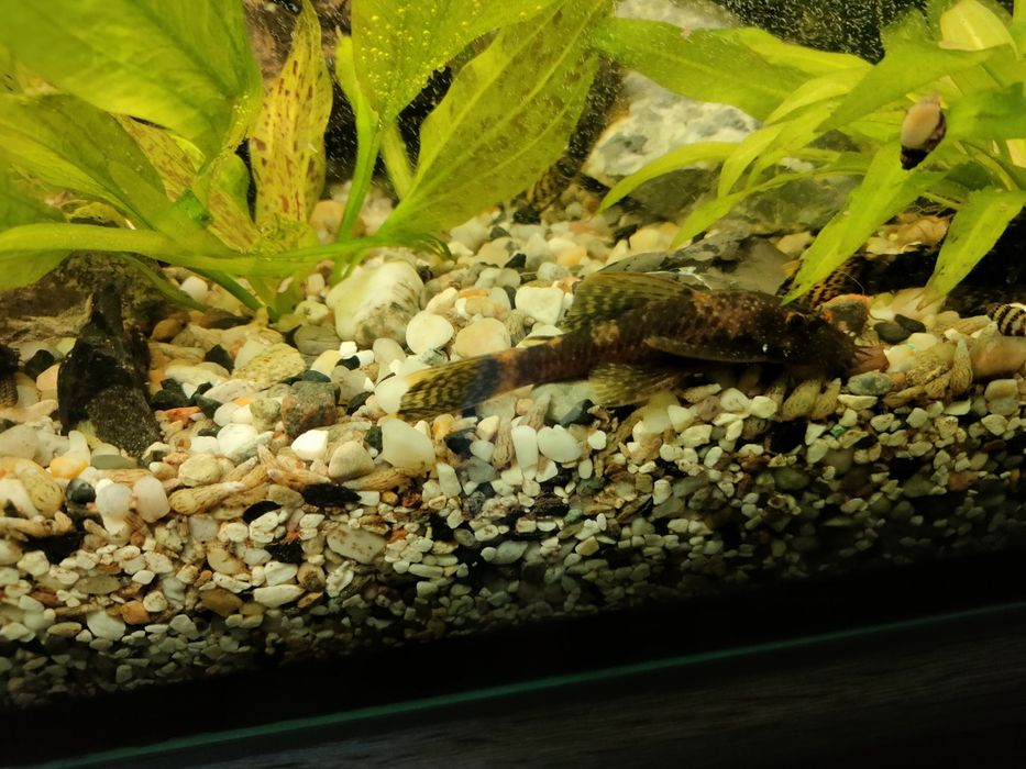 Glonojady -  od 1,5 do 8 cm