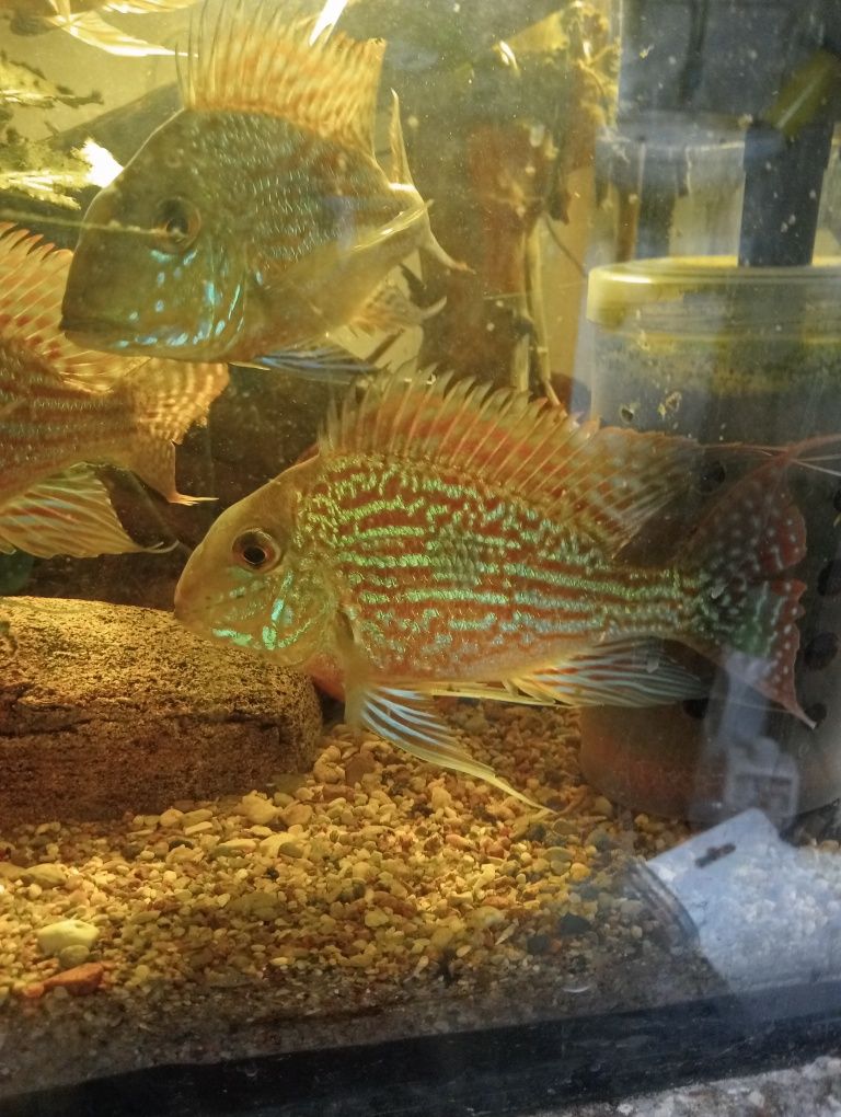 Ziemiojad Sveni, Geophagus Sveni, Młode pielęgnice.