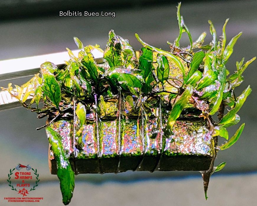 Bolbitis Buea Long Rarytas