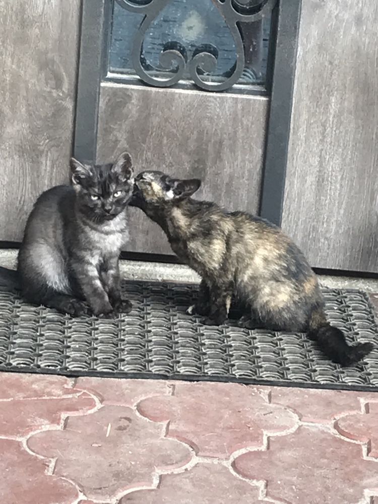 Віддам котиків у добрі руки