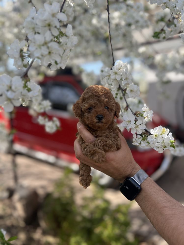 Шикарные мини мальчик и девочка мальтипу