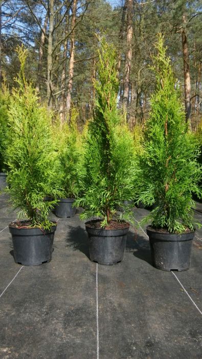 Tuja Thuja Szmaragd 60-70cm7zł