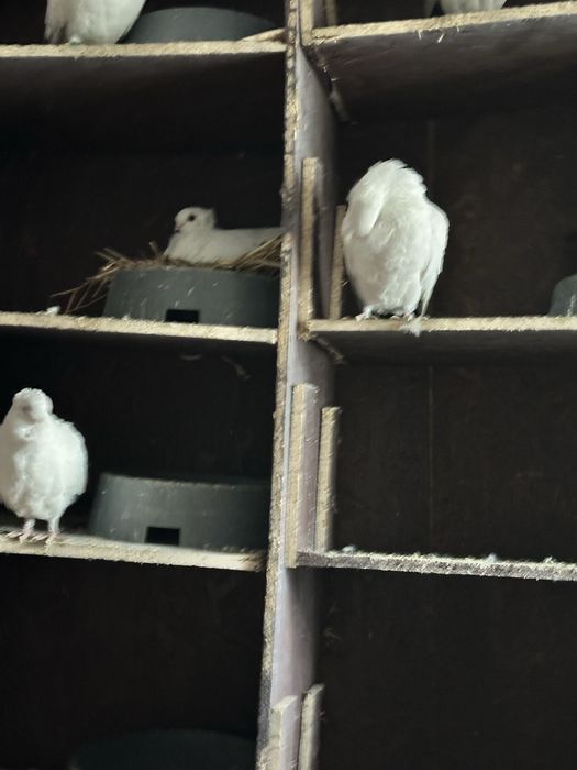 Gołebie dryjery czarny ogon 2025