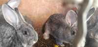 Продам кроликов серый великан 2.5 месяца