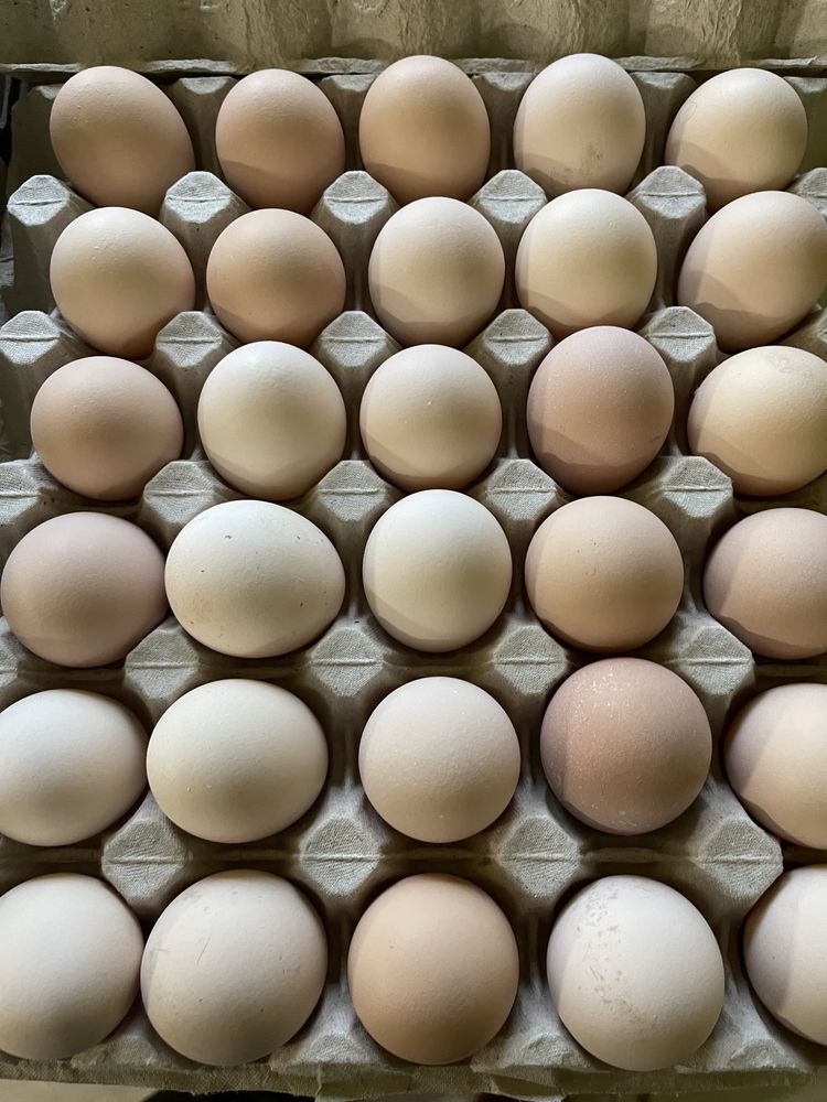 Jaja wiejskie producent rolnik od ziarna do jaja, jajko to zycie!