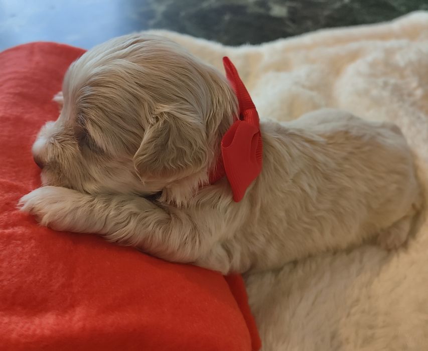 Śliczna suczka Maltipoo f1.
