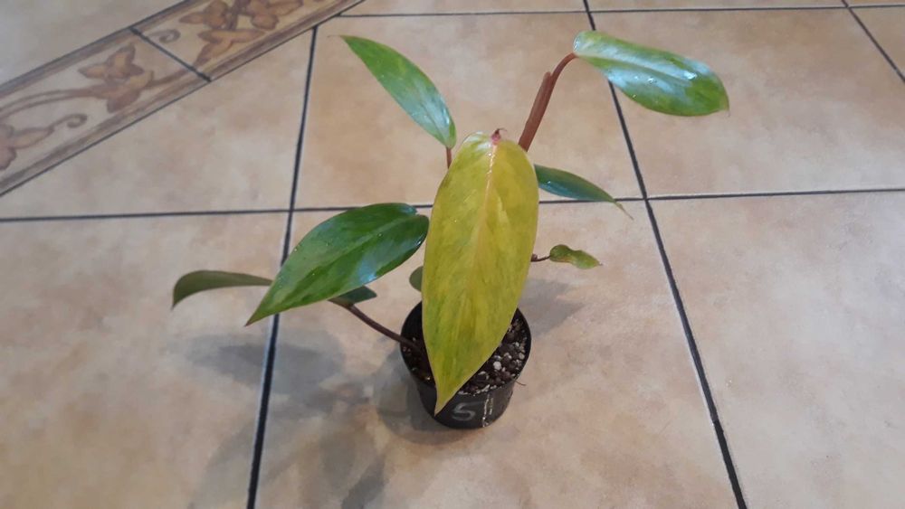 Philodendron 'Painted Lady' nr 5