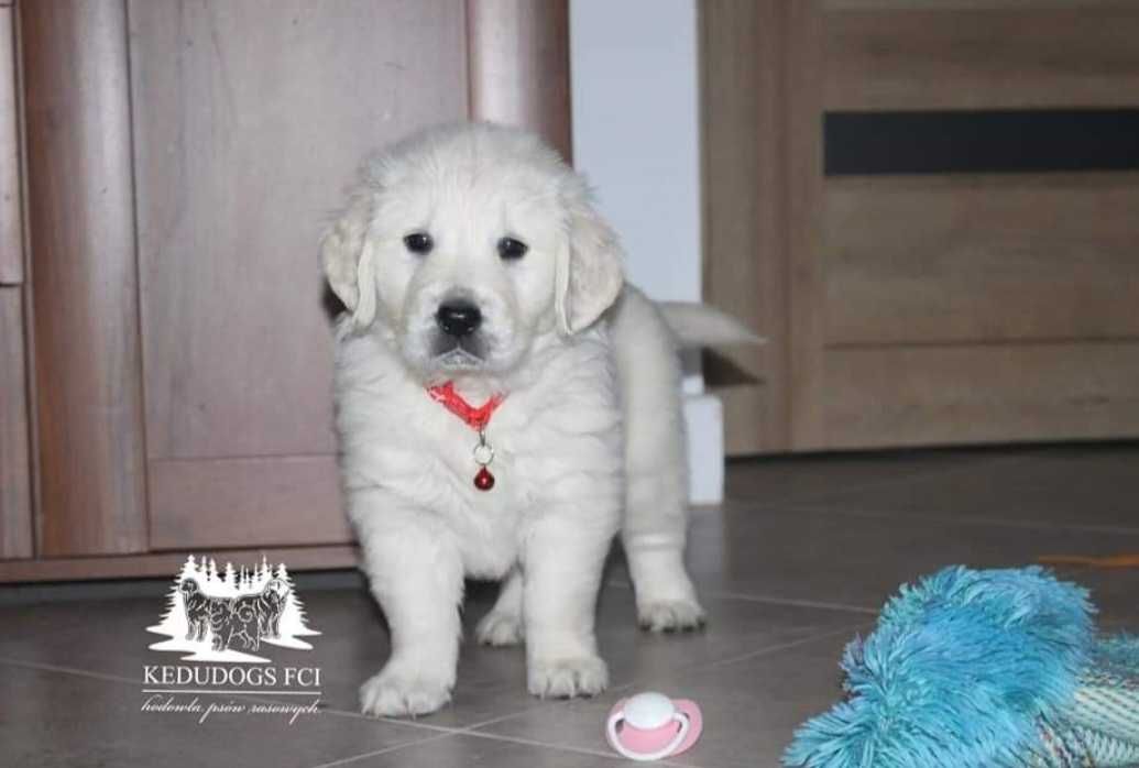 Piesek golden retriever *ZKwP FCI*