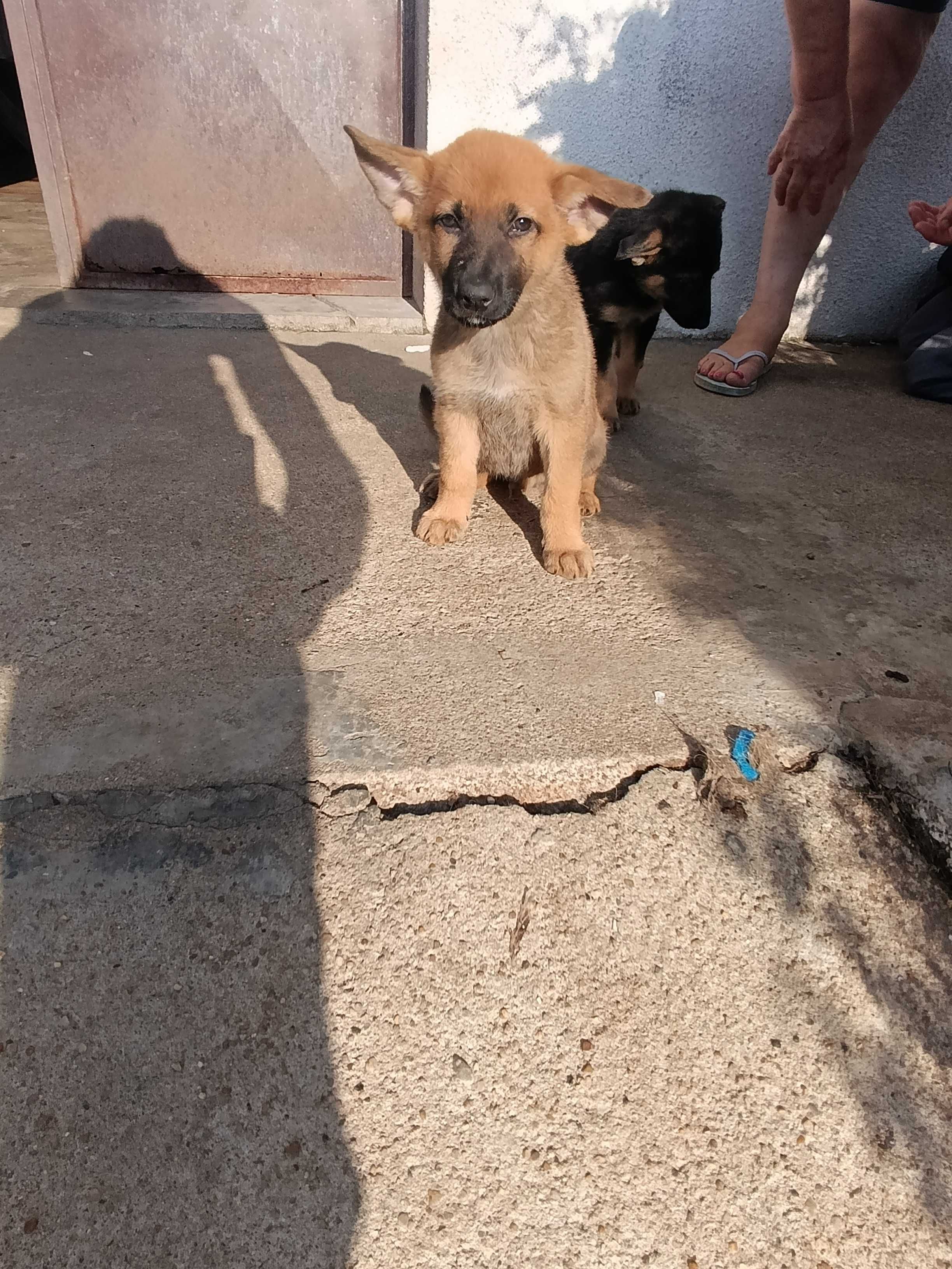 Cães para adopção.