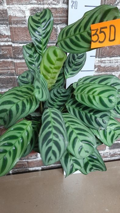 Калатея розпродаж 200-250 грн.