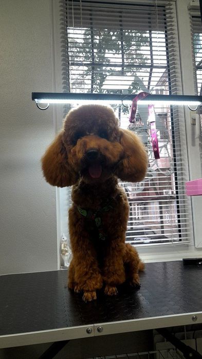 Грумінг Житомир!