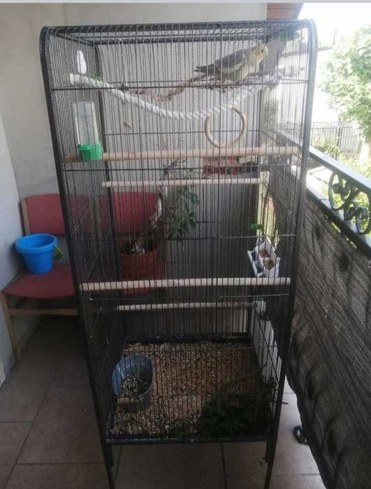 Sprzedam papugi Nimfy razem z klatką