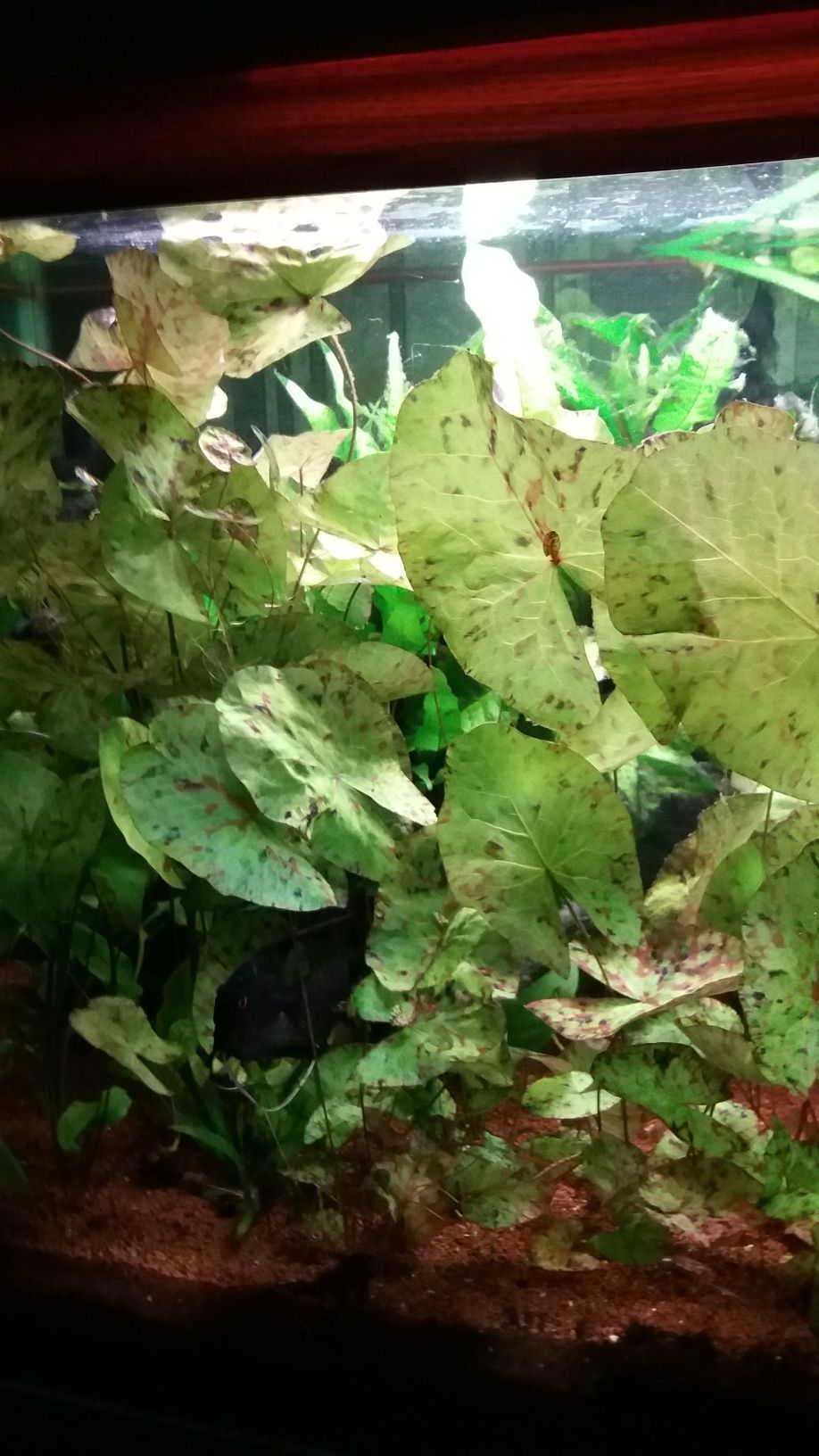 Нимфея живородка аквариумные растения