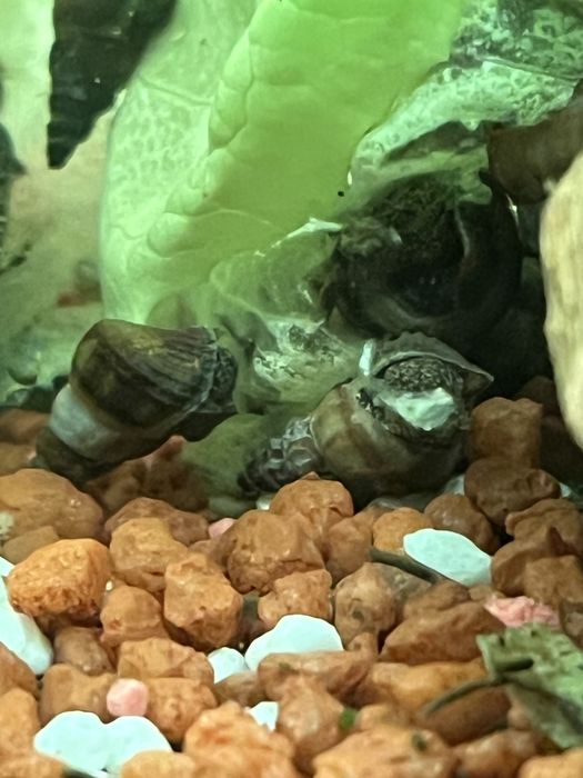 Slimaki Brotia herculea