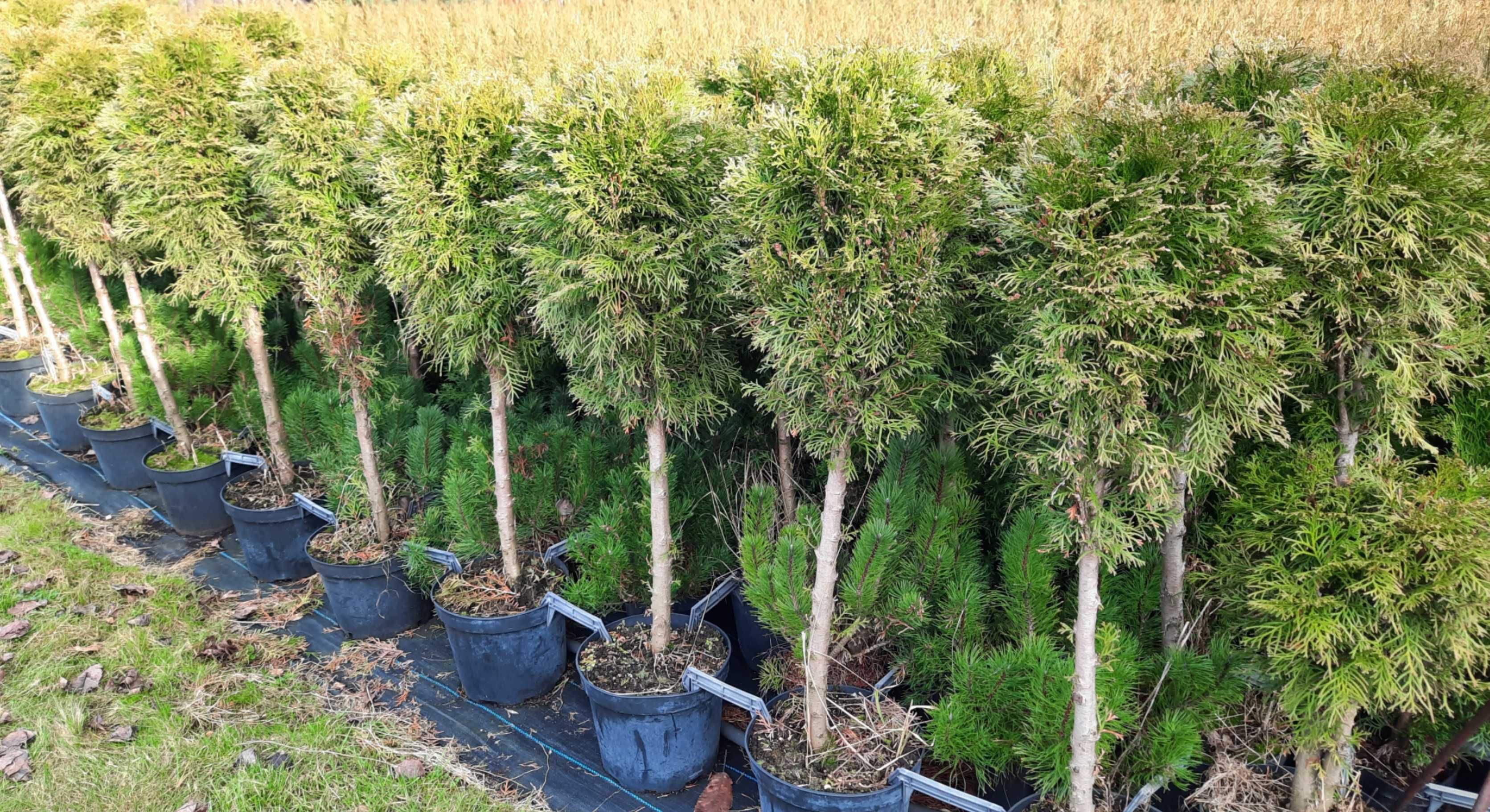 Tuja Szmaragd Thuja Smaragd 90-100 cm Transport