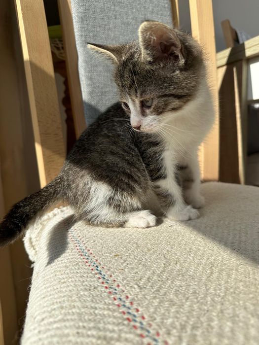 Oddam za darmo mały kotek kocurek