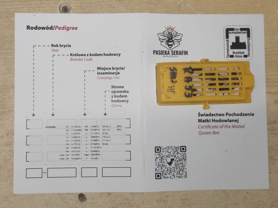 Od ręki matki pszczele unasiennione Buckfast ANATOLICA pasieka Wolinia