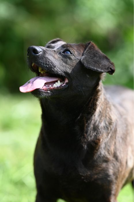 Kochana sunia szuka domu