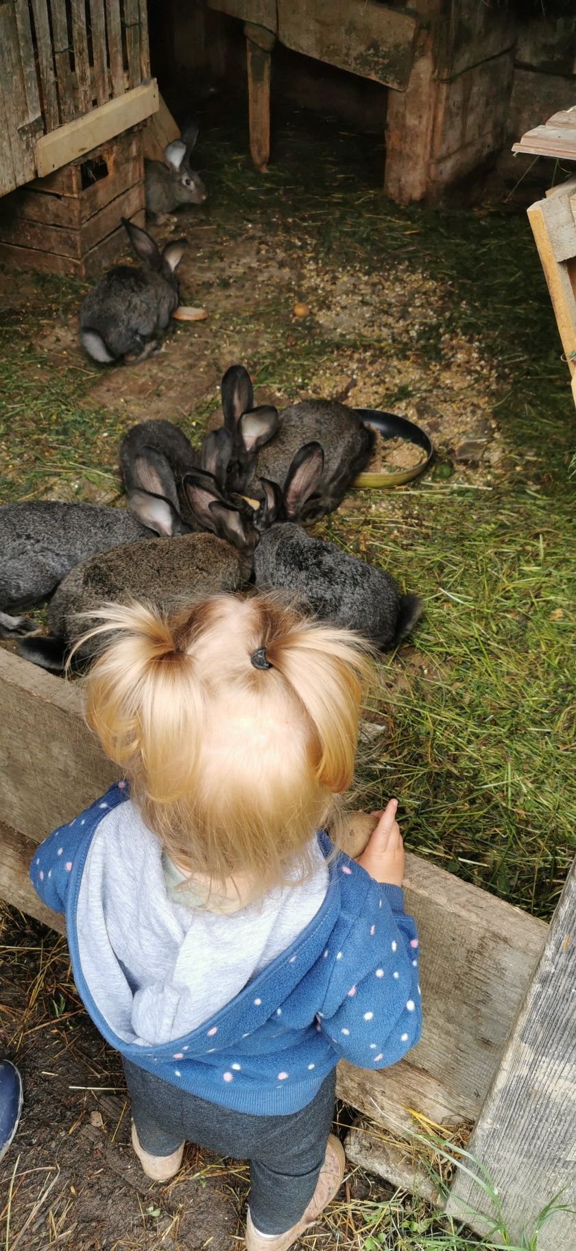 Bieszczady domki w górnym końcu