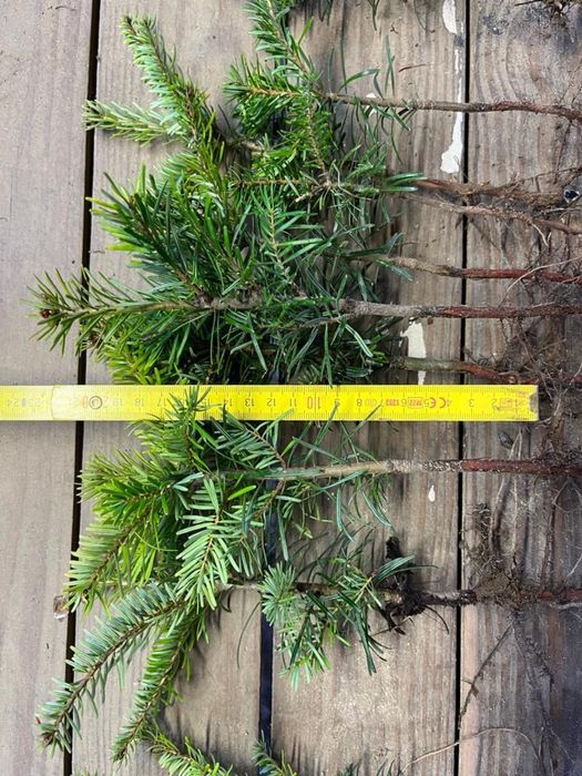 Jodła kaukaska PROMOCJA plantacje choinkowe choinka