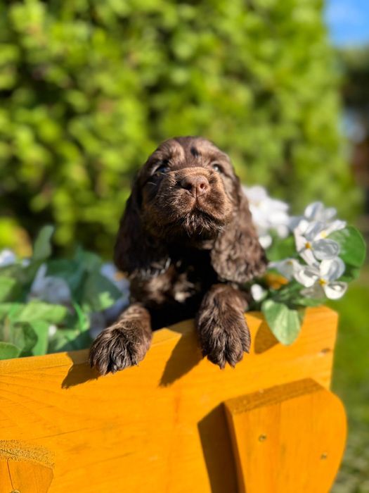Cudowny Piesek Cocker Spaniel Angielski z Rodowodem