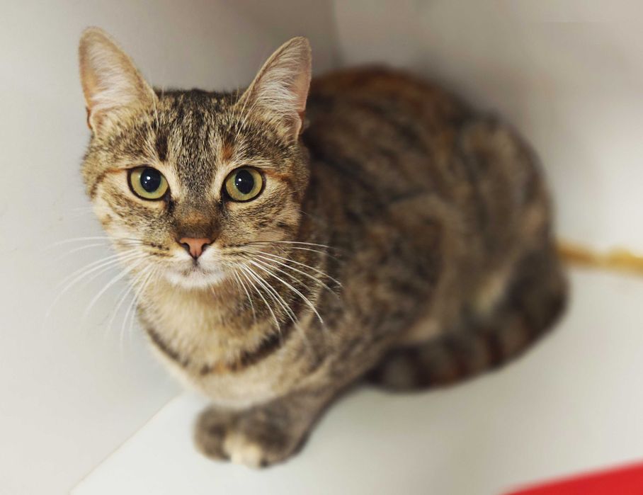 Заберіть Жасмін додому,будь ласка, це її останній шанс! Кішка 10 міс