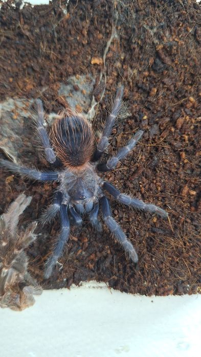 Lasiocyano sazimai (Pterinopelma) 4DC