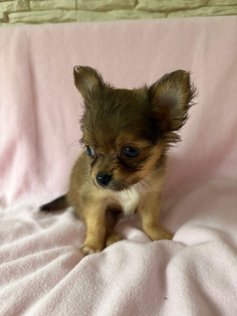 Chihuahua szczeniaczek