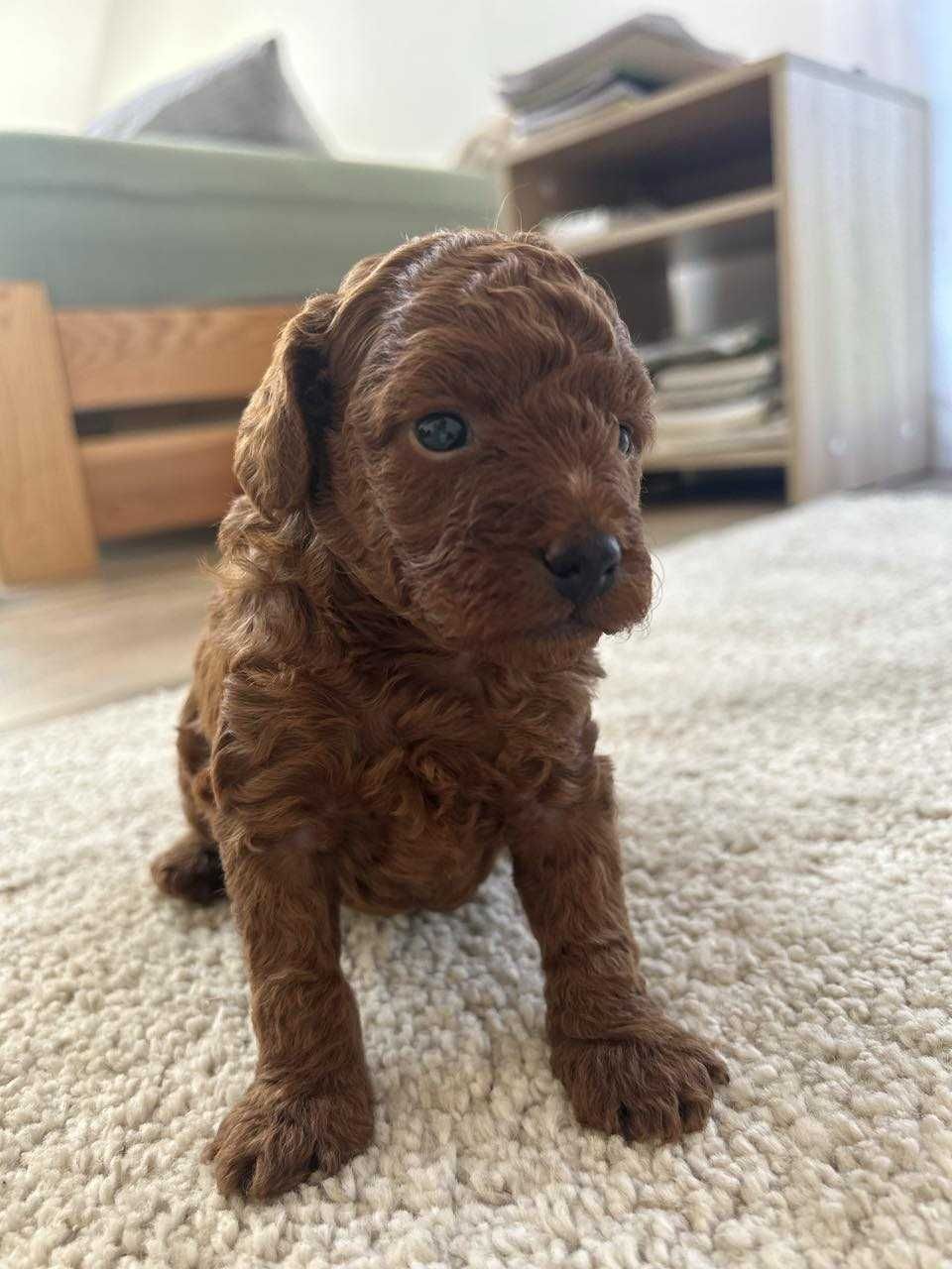 Pudel Toy Red brown - wyjątkowy chłopak