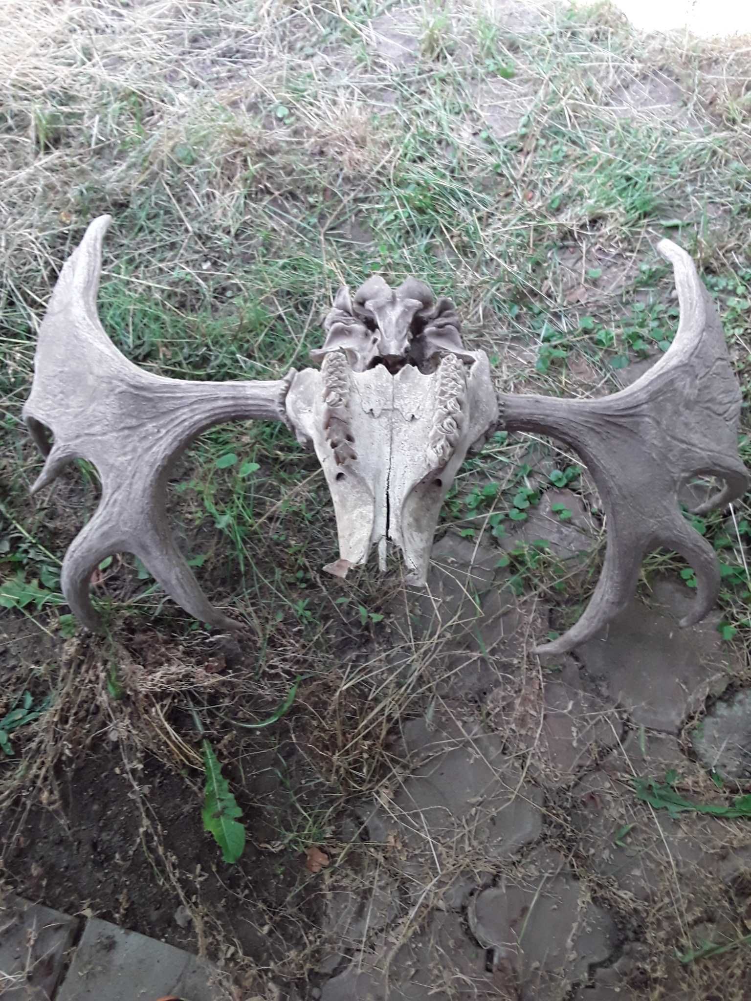 продаю роги лося з черепом iзубами