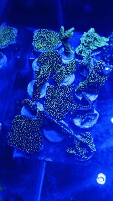 Montipora Star Wars koralowiec akwarium morskie