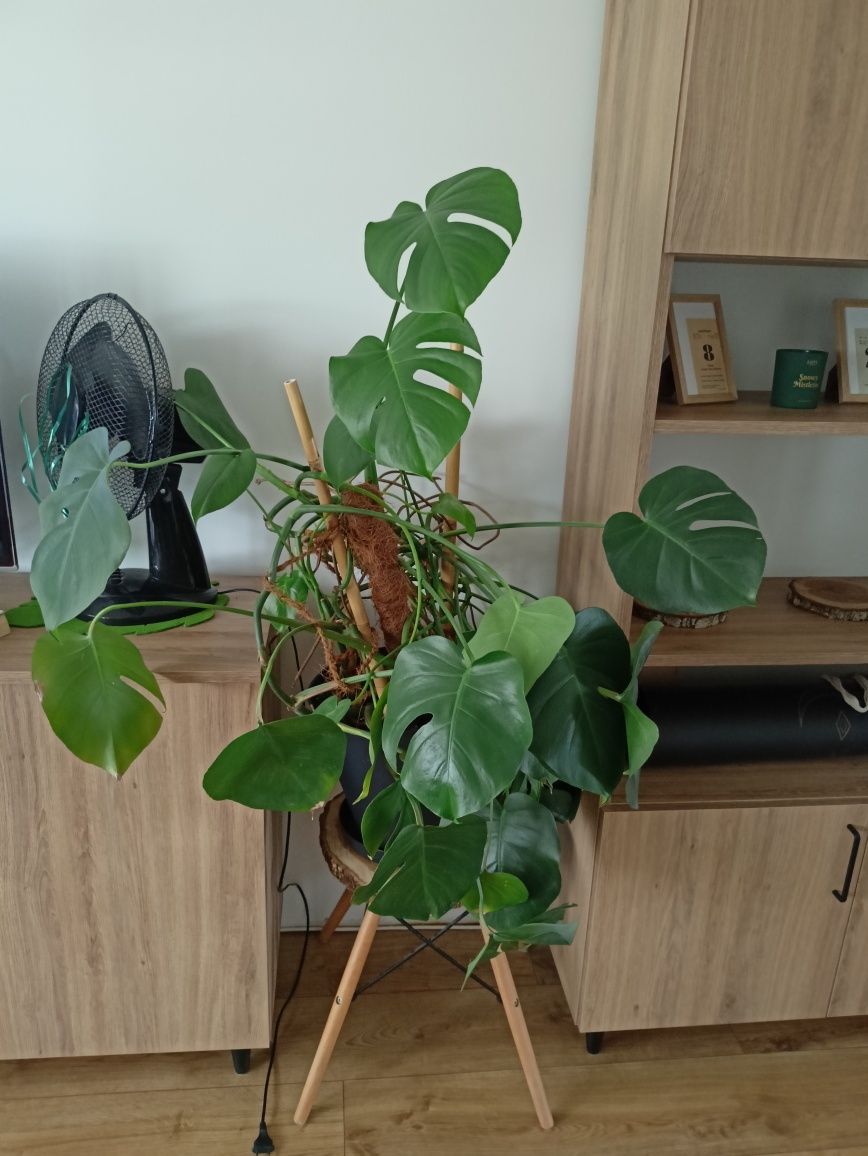 Monstera kwiatek