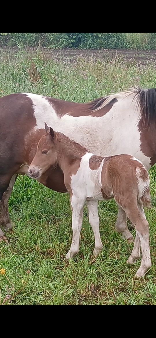 Vendo ponei femia com filho