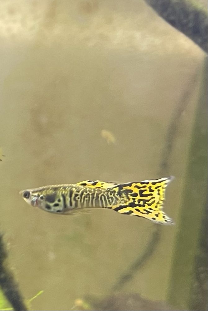 Vendem-se guppys