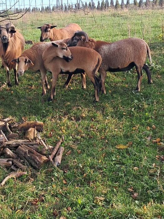 Owce kameruńskie zakocone