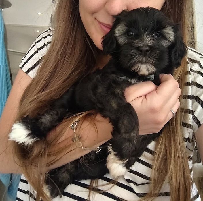 Terier tybetański - dostępna suczka