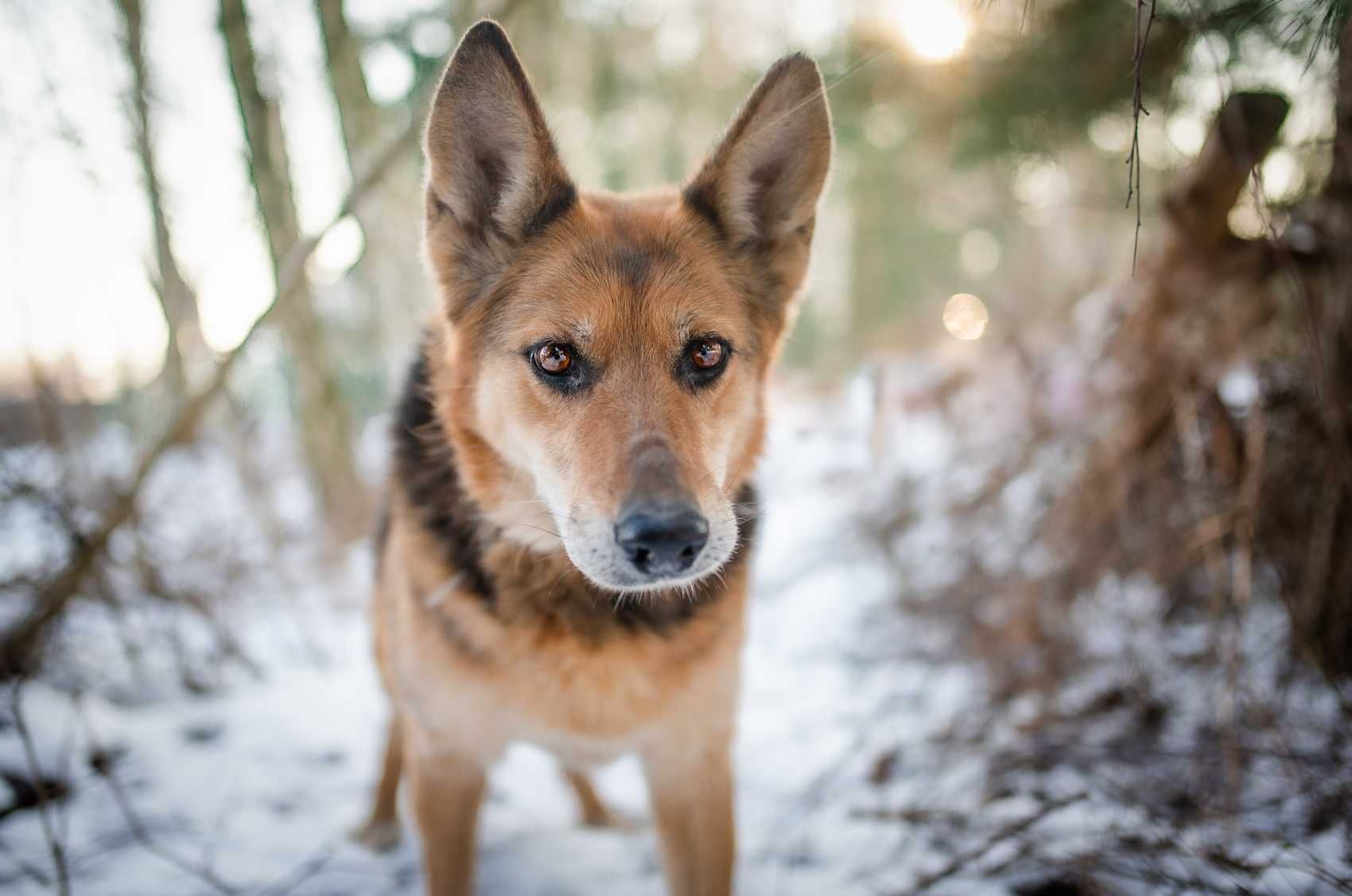 Mądra i piękna sunia szuka domu !! Do adopcji !!