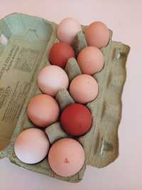 Jajka swojskie ekologiczne