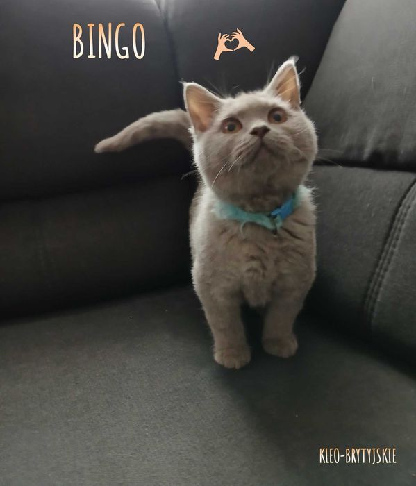 Kocur Brytyjski krótkowłosy liliowy z RODOWODEM Bingo