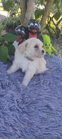 Maltipoo (piesek)