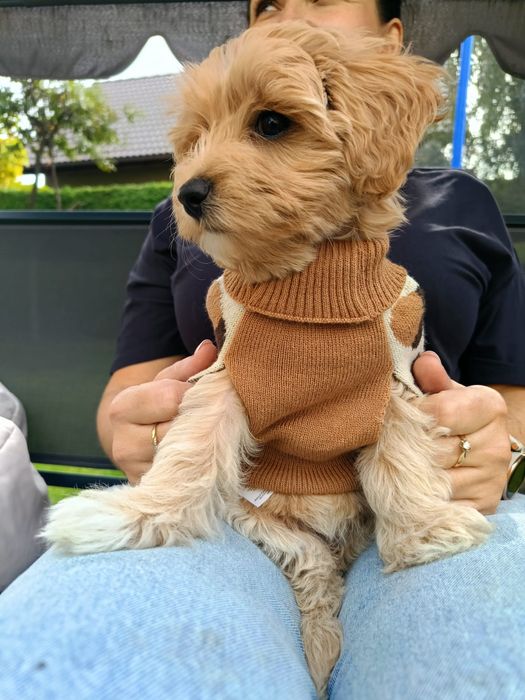 Domowa opieka nad Twoim psem, petsitter, behawiorysta