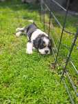 Suczka Cavalier King Charles Spaniel