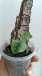 Монстера дубія Monstera dubia