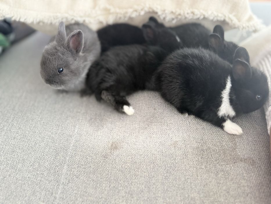 Coelhinhos anões holandeses (Netherland Dwarf)
