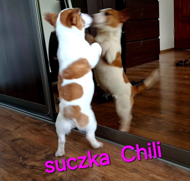 Suczka krótkowłosa Jack Russell niskie nóżki RODZICE w hodowli