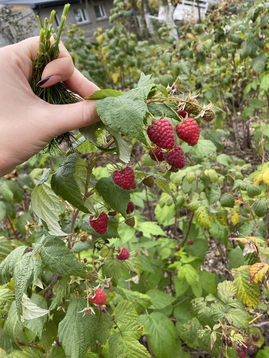 Саджанці малини до осінні