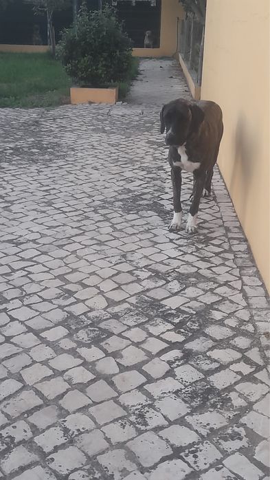 Rafeiro alentejano x cane corse