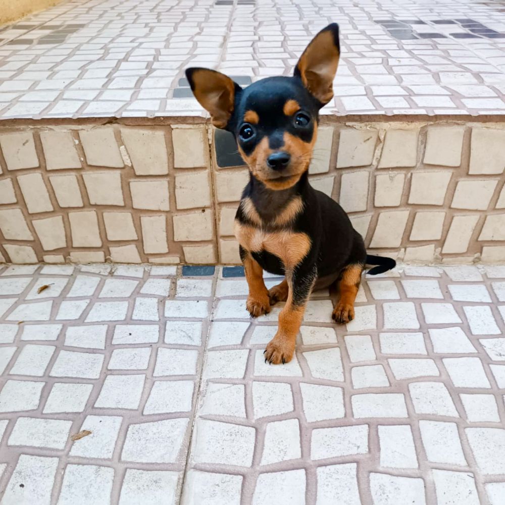 Pinscher super miniatura