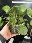 Szczypki pilea pieniążek na szczęście